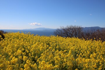 菜の花