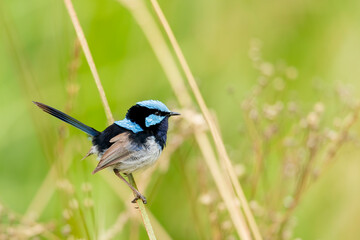 An adult male Superb Fairywren (Malurus cyaneus) in its rich blue and black breeding plumage perched on a branch.