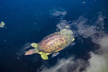 Obraz premium Swimming soft-shell turtle in the swamp