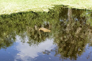 Swimming soft-shell turtle in the swamp