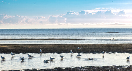 Flock of seagulls on the beach paddling in tidal water with sea in the background. 