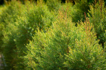 The juniper bush closeup. Background with yellow-green juniper branches growing in the park.
