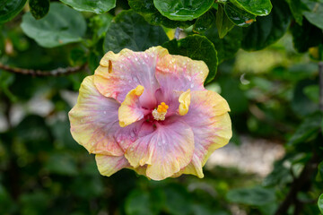 Hibiscus flowers (Hibiscus rosa-sinensis  L.) that are multi-colored in one flower with green leaves in the garden.