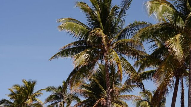 Motion video palm trees on blue sky parallax effect