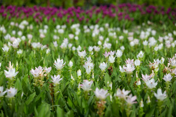 White and Pink Krachiew flower field, selective focus.