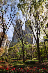 新宿中央公園から見た都庁ビル