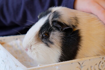 Guinea pig