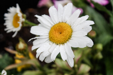 Obraz premium White daisy after a thunder storm