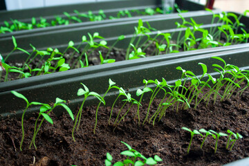 A lot of fresh green sprouts of young tomato bush on sun. Growing seedlings of tomato on spring. Spring seedlings for seed at home, stay safe