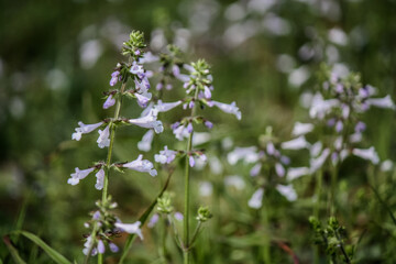 Blooming purple wildflowers by the many