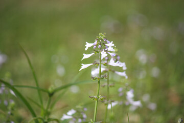 Blooming purple wildflowers by the many