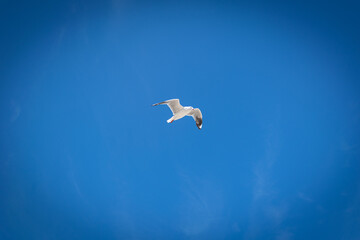 Fototapeta premium seagull in the sky