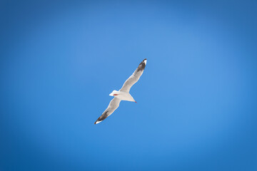 seagulls in flight