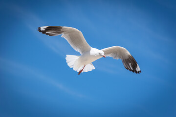 seagull flying in the sky
