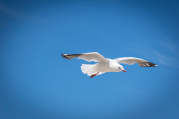 Fototapeta premium seagull in the sky