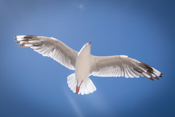 seagull in flight