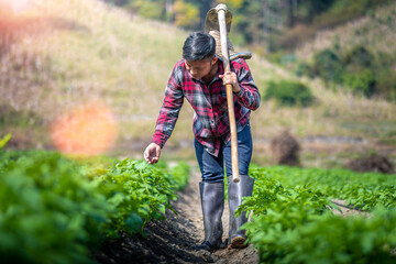 Farmer checking his potato field, Agribusiness concept.