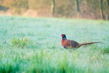 Fototapeta premium An Beautiful pheasant