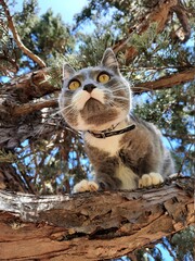 gato gris ojos amarillos