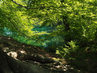 Obraz premium Plitvice Lakes National Park. Croatia 