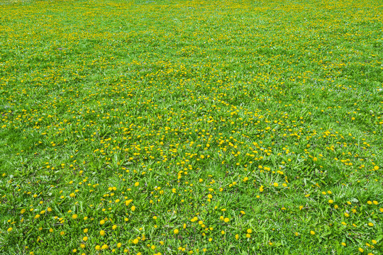 yellow dandelions field. spring rural landscape. aerial photo from flying drone