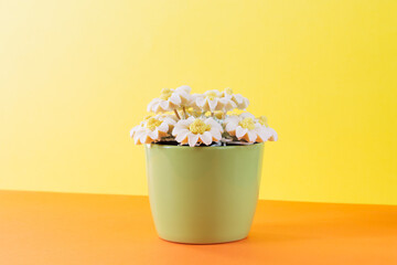 Chocolate daisies in a green ceramic pot on a colored paper background. The image has a horizontal orientation.