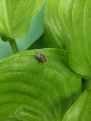 a fly on green leaf
