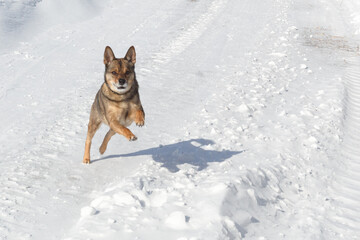 Dog for a walk in the winter in the park. Spending time with pets