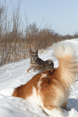 Dog for a walk in the winter in the park. Spending time with pets