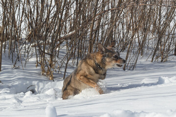 Dog for a walk in the winter in the park. Spending time with pets