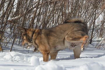 Dog for a walk in the winter in the park. Spending time with pets
