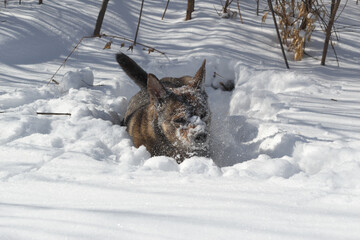 Dog for a walk in the winter in the park. Spending time with pets