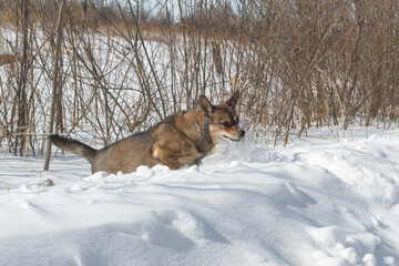 Dog for a walk in the winter in the park. Spending time with pets