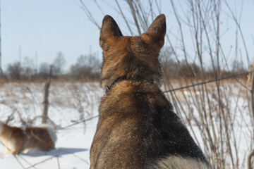 Dog for a walk in the winter in the park. Spending time with pets
