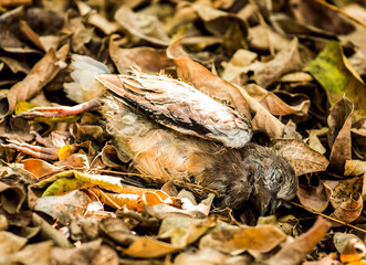 Bird carcass on the ground, out door Chiangmai Thailand