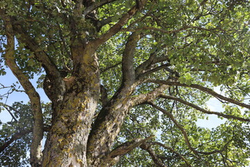 Blick in eine Baumkrone Ahorn Ahornbaum Stamm Blätter Sommer
