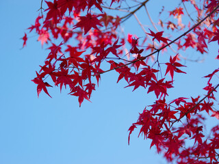 Autumn leaves_1