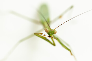 Macro shallow depth of field photo with focus on green praying mantic face