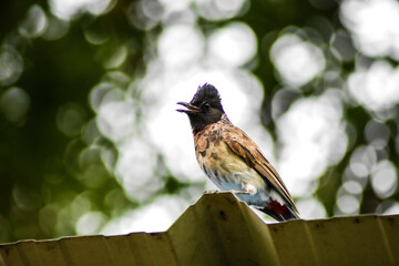 red winged blackbird 