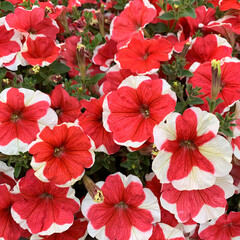 Obraz premium ペチュニア002