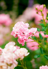 park rose-cattail grows in the garden in summer