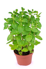 fresh pepper mint flowerpot plant leaves on white isolated © Irina Ukrainets