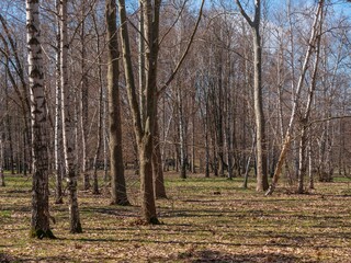transparent forest without leaves on the first sunny warm day of spring in anticipation of warmth
