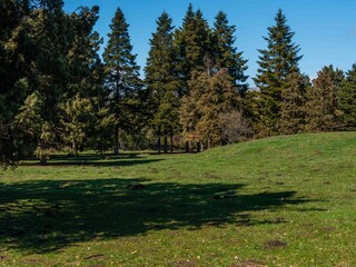 green lawn of a spring park with traces of the work of moles (piles of black earth), which woke up after hibernation on the first warm sunny day of late March