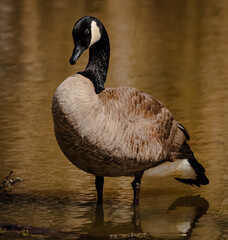 Goose on the water 