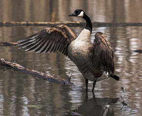 Goose on the water 