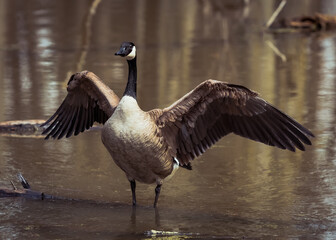 Goose on the water 
