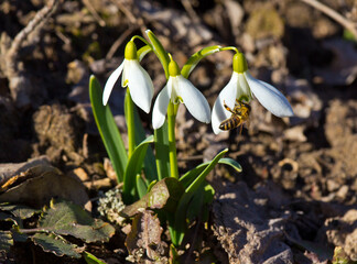 A bee collects pollen from snowdrops.
Snowdrop belongs to primroses.
Gentle and pristine beauty in nature.
