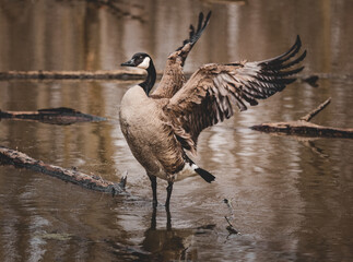 Goose on the water 