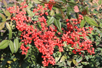 赤い実をたくさんつけたナンテン